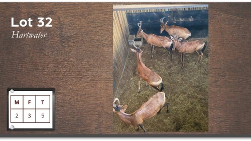 5X Rooihartbees Hartwater M:2 V/F:3 (Per Piece to take the lot/Per stuk om lot te neem)