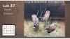 3X Gemsbok M:1 V/F:2 (Per Piece to take the lot/Per stuk om lot te neem)