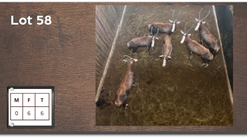 6X Blesbok V/F:6 (Per Piece to take the lot/Per stuk om lot te neem)