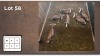 6X Blesbok V/F:6 (Per Piece to take the lot/Per stuk om lot te neem)