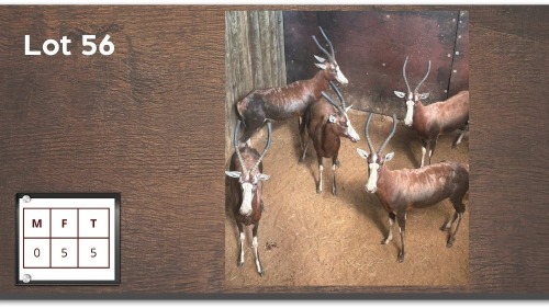 5X Blesbok V/F:5 (Per Piece to take the lot/Per stuk om lot te neem)