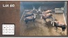 6X Blesbok V/F:6 (Per Piece to take the lot/Per stuk om lot te neem)