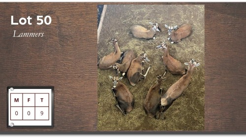 9X Blesbok Lammers M: V/F: (Per Piece to take the lot/Per stuk om lot te neem)