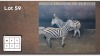 2X Zebra M: V/F: (Per Piece to take the lot/Per stuk om lot te neem)
