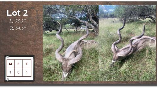 1X Koedoe L: 55.5" R: 54.5" M:1