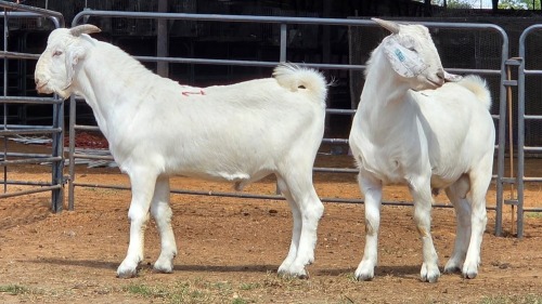 2 X SAVANNA BUCK ONSKANWERKE KONSTRUKSIE (Per animal to take the lot)