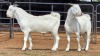 2 X SAVANNA BUCK ONSKANWERKE KONSTRUKSIE (Per animal to take the lot)