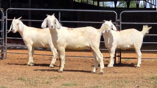 3 X SAVANNA DOE ONSKANWERKE KONSTRUKSIE (Per animal to take the lot)