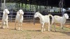 4 X SAVANNA DOE ONSKANWERKE KONSTRUKSIE (Per animal to take the lot) - 2