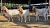 3 X BOER GOAT DOE J. MYBURGH (Per animal to take the lot)