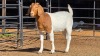 1 X BOER GOAT DOE J. MYBURGH