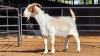 1 X BOER GOAT DOE J. MYBURGH