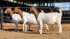 3 X BOER GOAT DOE J. MYBURGH (Per animal to take the lot)
