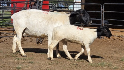 1+1 X DORPER EWE F. DE KLERK