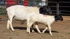 1+1 X DORPER EWE F. DE KLERK