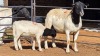 1+1 X DORPER EWE F. DE KLERK