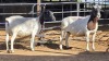 2 X DORPER EWE F. DE KLERK (Per animal to take the lot)