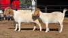 2 X BOER GOAT DOE J. MYBURGH (Per animal to take the lot)