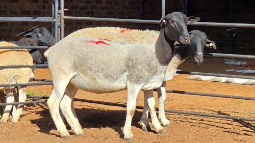 2 X DORPER EWE F. DE KLERK (Per animal to take the lot)
