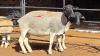 2 X DORPER EWE F. DE KLERK (Per animal to take the lot)