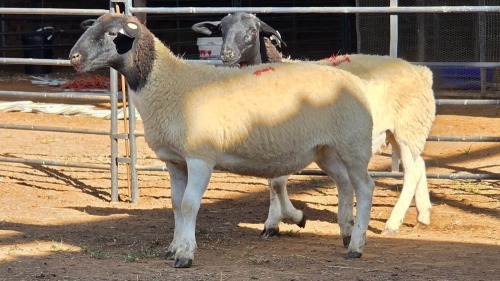 2 X DORPER EWE F. DE KLERK (Per animal to take the lot)