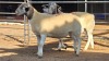 2 X DORPER EWE F. DE KLERK (Per animal to take the lot)