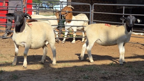 2 X DORPER EWE F. DE KLERK (Per animal to take the lot)