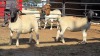 2 X DORPER EWE F. DE KLERK (Per animal to take the lot)