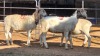 3 X DORPER EWE F. DE KLERK (Per animal to take the lot)