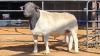 1 X DORPER RAM F. DE KLERK