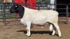1 X DORPER RAM F. DE KLERK