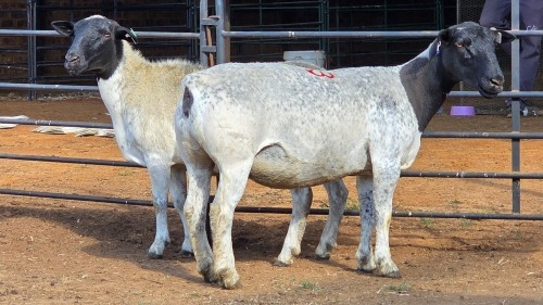2 X DORPER EWE F. DE KLERK (Per animal to take the lot)