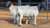 2 X DORPER EWE F. DE KLERK (Per animal to take the lot)