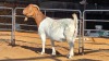 1 X BOER GOAT DOE OHANA FARMS