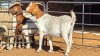 2 X BOER GOAT DOE OHANA FARMS (Per animal to take the lot)