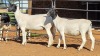 2 X DORPER EWE F. DE KLERK (Per animal to take the lot)