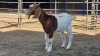2 X BOER GOAT DOE OHANA FARMS (Per animal to take the lot)