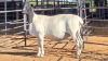 1 X DORPER EWE F. DE KLERK
