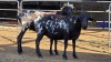 2 X PERSIES EWE OHANA FARMS (Per animal to take the lot)