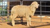 1 X MARINO RAM KHALMESWE AGRI CULTURAL HOLDINGS
