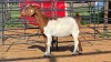 1 X BOER GOAT DOE KHALMESWE AGRI CULTURAL HOLDINGS