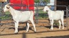 2 X SAANEN X BOERBOK DOE KHALMESWE AGRI CULTURAL HOLDINGS (Per animal to take the lot)