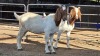2 X BOER GOAT DOE KHALMESWE AGRI CULTURAL HOLDINGS (Per animal to take the lot)