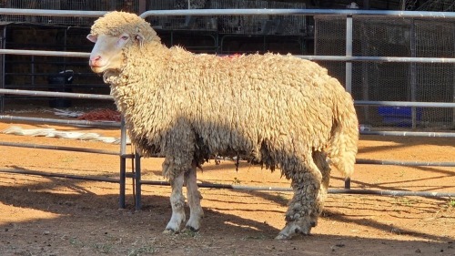 1 X MARINO RAM KHALMESWE AGRI CULTURAL HOLDINGS