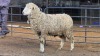 1 X MARINO RAM KHALMESWE AGRI CULTURAL HOLDINGS