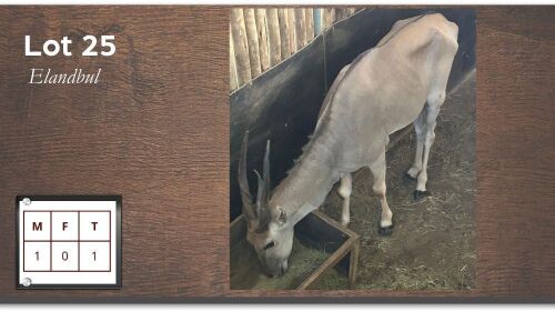1X Eland M:1 (Per Piece to take the lot/Per stuk om lot te neem)