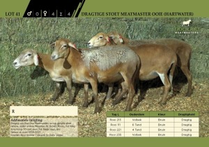 4 x Dragtige Stoet Meatmaster Ooie (Hartwater)