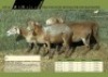 4 x Dragtige Stoet Meatmaster Ooie (Hartwater)