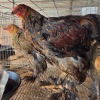 3 X PARTRIDGE BRAHMA ROOSTER & HEN BASHEWA DORPERS (Per animal to take the lot)