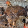 2 X PARTRIDGE BRAHMA HEN BASHEWA DORPERS (Per animal to take the lot)